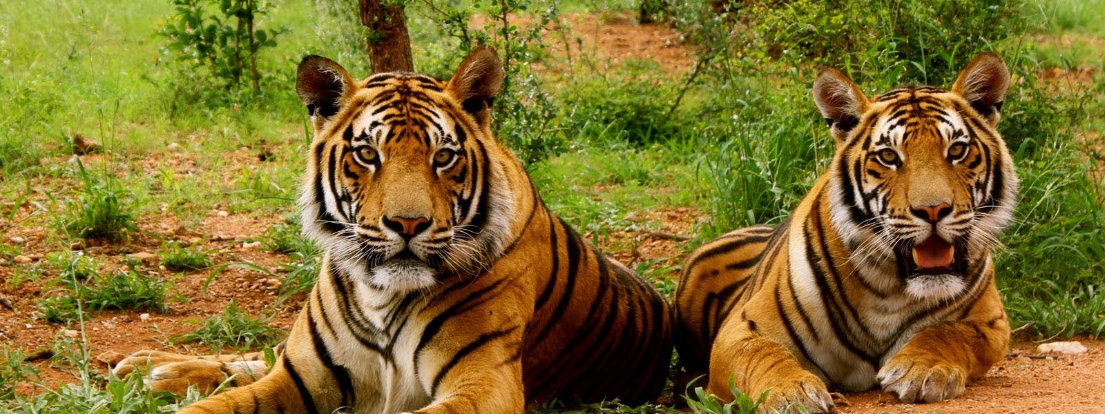 Jim Corbett Park Tourism