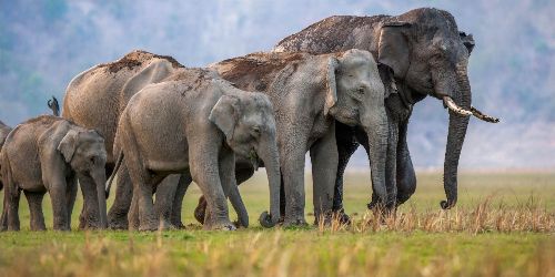 Rajaji National Park